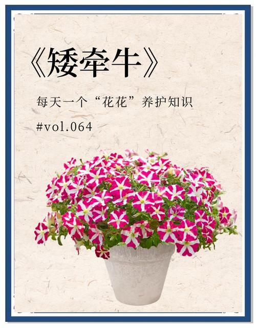 矮牵牛怎样才能爆盆(矮牵牛盆栽播种繁殖要点)-第7张图片-多多自然网 矮牵牛怎样才能爆盆(矮牵牛盆栽播种繁殖要点)-第7张图片-多多自然网