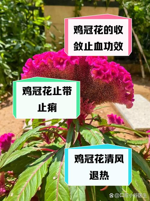 鸡冠花冬天养殖的禁忌(鸡冠花适宜温度)-第1张图片-多多自然网 鸡冠花冬天养殖的禁忌(鸡冠花适宜温度)-第1张图片-多多自然网
