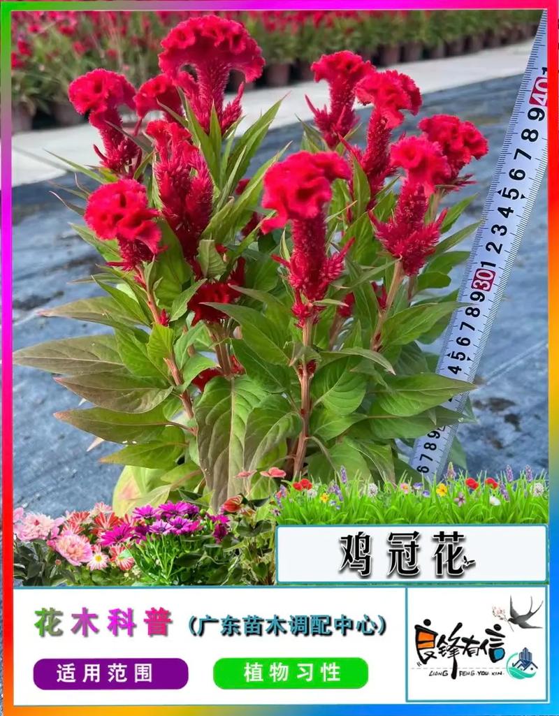 鸡冠花冬天养殖的禁忌(鸡冠花适宜温度)-第3张图片-多多自然网 鸡冠花冬天养殖的禁忌(鸡冠花适宜温度)-第3张图片-多多自然网