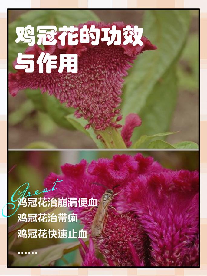 鸡冠花冬天养殖的禁忌(鸡冠花适宜温度)-第5张图片-多多自然网 鸡冠花冬天养殖的禁忌(鸡冠花适宜温度)-第5张图片-多多自然网