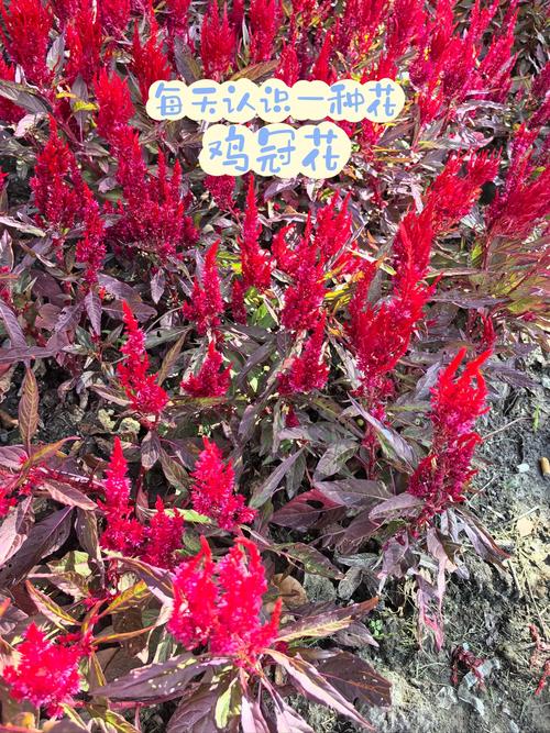 鸡冠花冬天养殖的禁忌(鸡冠花适宜温度)-第6张图片-多多自然网 鸡冠花冬天养殖的禁忌(鸡冠花适宜温度)-第6张图片-多多自然网