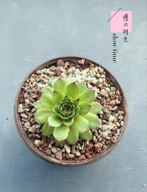 观音莲怎么繁殖(观音莲如何繁殖)-第5张图片-多多自然网 观音莲怎么繁殖(观音莲如何繁殖)-第5张图片-多多自然网