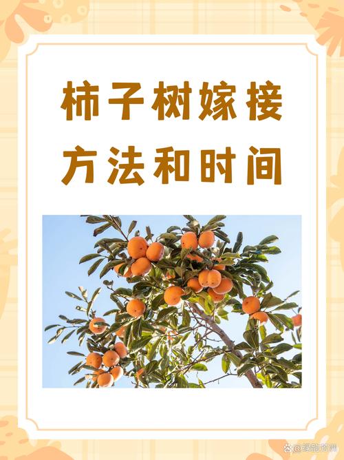 柿子树嫁接时间和方法（北方柿子树嫁接时间和方法）-第1张图片-多多自然网