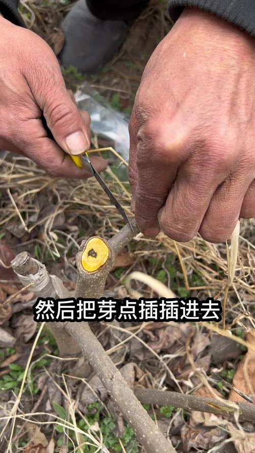 柿子树嫁接时间和方法（北方柿子树嫁接时间和方法）-第2张图片-多多自然网