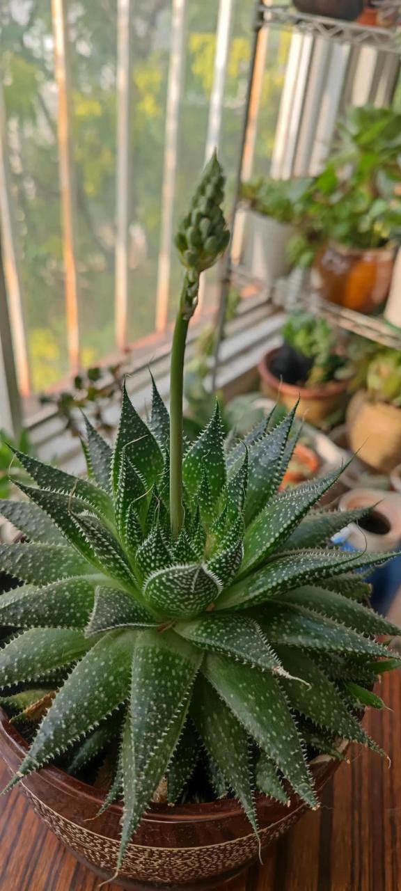 绫锦芦荟怎么养(什锦芦荟怎么养)-第1张图片-多多自然网 绫锦芦荟怎么养(什锦芦荟怎么养)-第1张图片-多多自然网