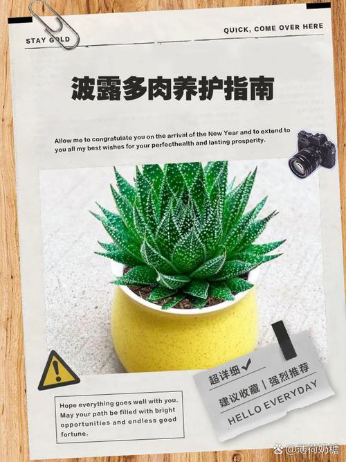 绫锦芦荟怎么养(什锦芦荟怎么养)-第2张图片-多多自然网 绫锦芦荟怎么养(什锦芦荟怎么养)-第2张图片-多多自然网