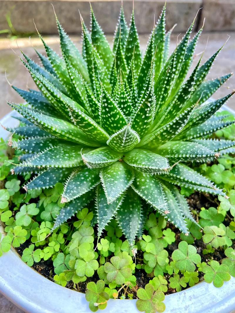 绫锦芦荟怎么养(什锦芦荟怎么养)-第3张图片-多多自然网 绫锦芦荟怎么养(什锦芦荟怎么养)-第3张图片-多多自然网