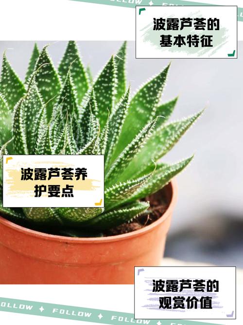 绫锦芦荟怎么养(什锦芦荟怎么养)-第4张图片-多多自然网 绫锦芦荟怎么养(什锦芦荟怎么养)-第4张图片-多多自然网