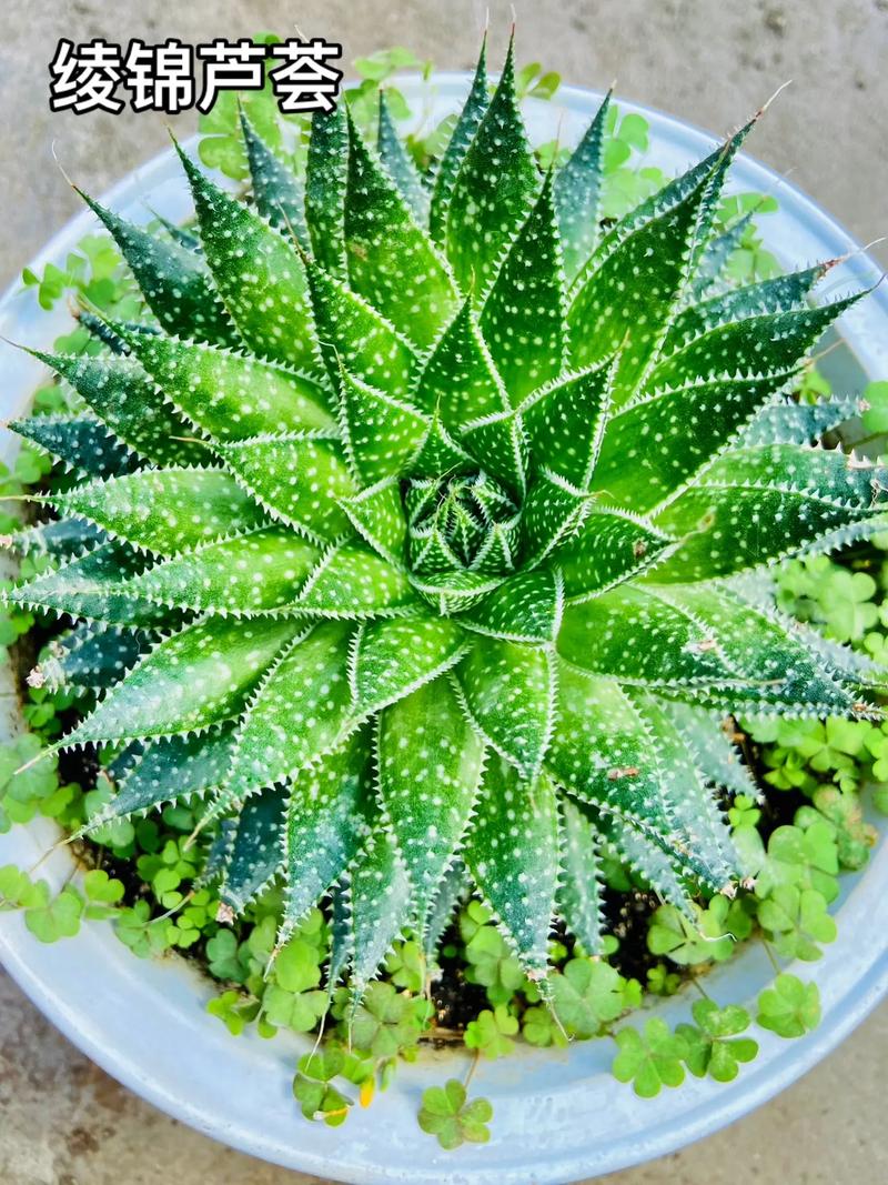 绫锦芦荟怎么养(什锦芦荟怎么养)-第5张图片-多多自然网 绫锦芦荟怎么养(什锦芦荟怎么养)-第5张图片-多多自然网