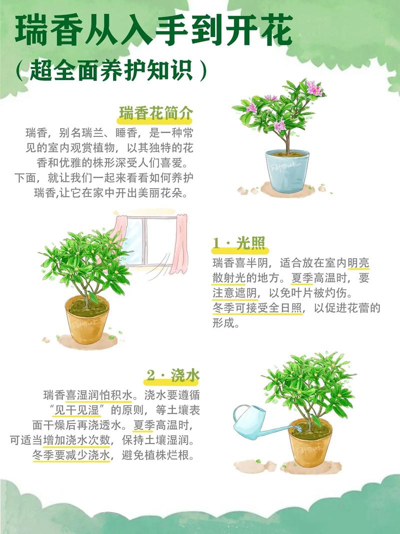 冬季盆栽瑞香花怎么养（瑞香冬季开花期怎么养）-第2张图片-多多自然网