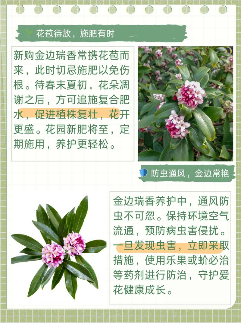 冬季盆栽瑞香花怎么养（瑞香冬季开花期怎么养）-第3张图片-多多自然网