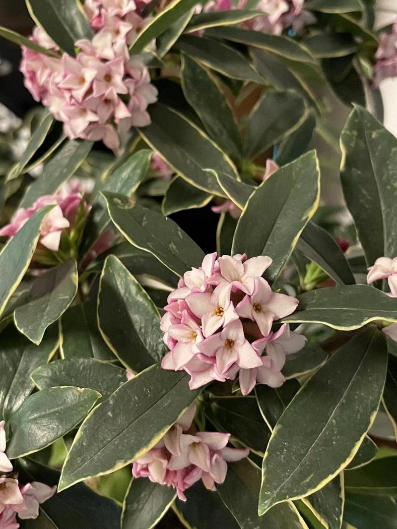 冬季盆栽瑞香花怎么养（瑞香冬季开花期怎么养）-第5张图片-多多自然网