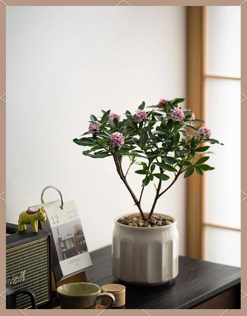 冬季盆栽瑞香花怎么养（瑞香冬季开花期怎么养）-第6张图片-多多自然网