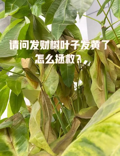 绿萝发财树···又黄叶(绿萝 招财)-第2张图片-多多自然网 绿萝发财树···又黄叶(绿萝 招财)-第2张图片-多多自然网