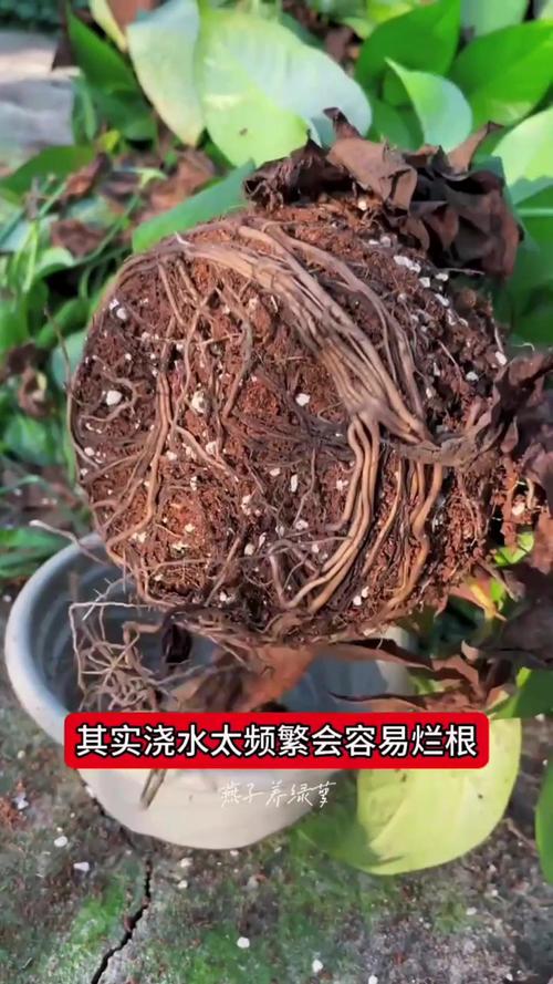绿萝发财树···又黄叶(绿萝 招财)-第6张图片-多多自然网 绿萝发财树···又黄叶(绿萝 招财)-第6张图片-多多自然网
