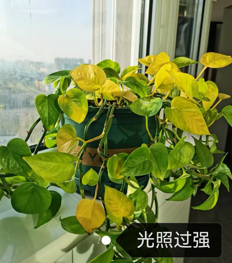 绿萝发财树···又黄叶(绿萝 招财)-第7张图片-多多自然网 绿萝发财树···又黄叶(绿萝 招财)-第7张图片-多多自然网