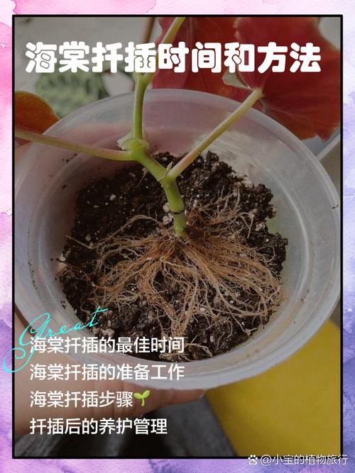 海棠花的扦插方法(竹节海棠花的扦插方法)-第5张图片-多多自然网 海棠花的扦插方法(竹节海棠花的扦插方法)-第5张图片-多多自然网
