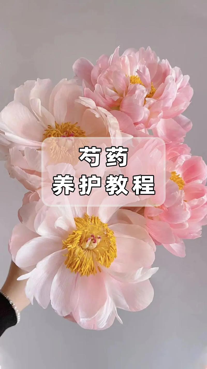 芍药秋天怎么养(芍药秋天怎么养殖)-第2张图片-多多自然网 芍药秋天怎么养(芍药秋天怎么养殖)-第2张图片-多多自然网