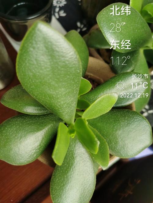 燕子掌绿油油超耐看(燕子掌比较好看的造型)-第5张图片-多多自然网 燕子掌绿油油超耐看(燕子掌比较好看的造型)-第5张图片-多多自然网