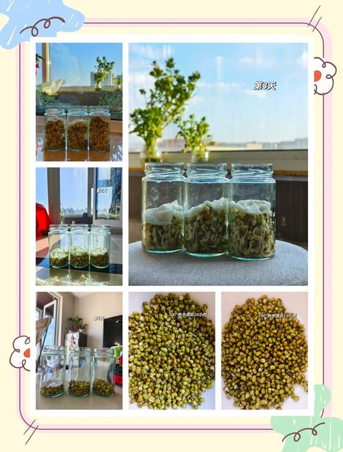 绿豆怎么种小盆栽(绿豆该怎样种)-第1张图片-多多自然网 绿豆怎么种小盆栽(绿豆该怎样种)-第1张图片-多多自然网