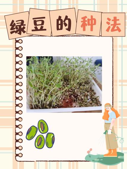 绿豆怎么种小盆栽(绿豆该怎样种)-第2张图片-多多自然网 绿豆怎么种小盆栽(绿豆该怎样种)-第2张图片-多多自然网