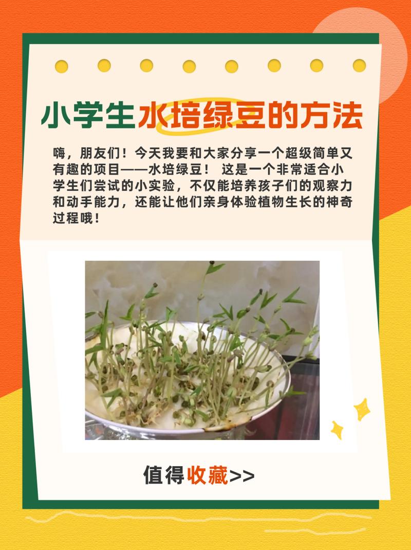绿豆怎么种小盆栽(绿豆该怎样种)-第3张图片-多多自然网 绿豆怎么种小盆栽(绿豆该怎样种)-第3张图片-多多自然网