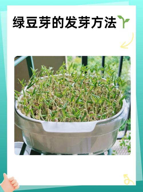 绿豆怎么种小盆栽(绿豆该怎样种)-第4张图片-多多自然网 绿豆怎么种小盆栽(绿豆该怎样种)-第4张图片-多多自然网