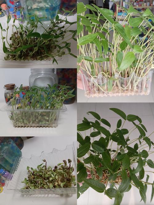绿豆怎么种小盆栽(绿豆该怎样种)-第6张图片-多多自然网 绿豆怎么种小盆栽(绿豆该怎样种)-第6张图片-多多自然网