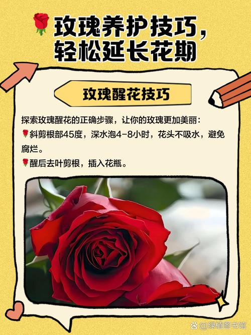 玫瑰花花期怎么延长(玫瑰花花期延长小妙招)-第3张图片-多多自然网 玫瑰花花期怎么延长(玫瑰花花期延长小妙招)-第3张图片-多多自然网