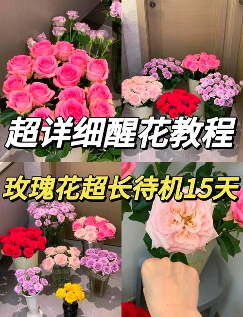 玫瑰花花期怎么延长(玫瑰花花期延长小妙招)-第4张图片-多多自然网 玫瑰花花期怎么延长(玫瑰花花期延长小妙招)-第4张图片-多多自然网
