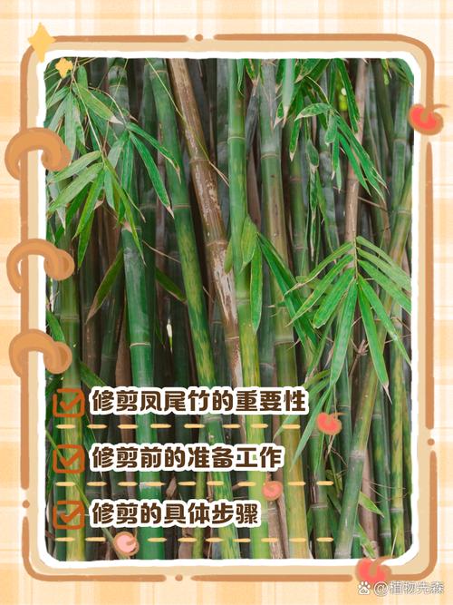 凤尾竹怎么修剪(凤尾竹怎么修剪教程)-第3张图片-多多自然网 凤尾竹怎么修剪(凤尾竹怎么修剪教程)-第3张图片-多多自然网