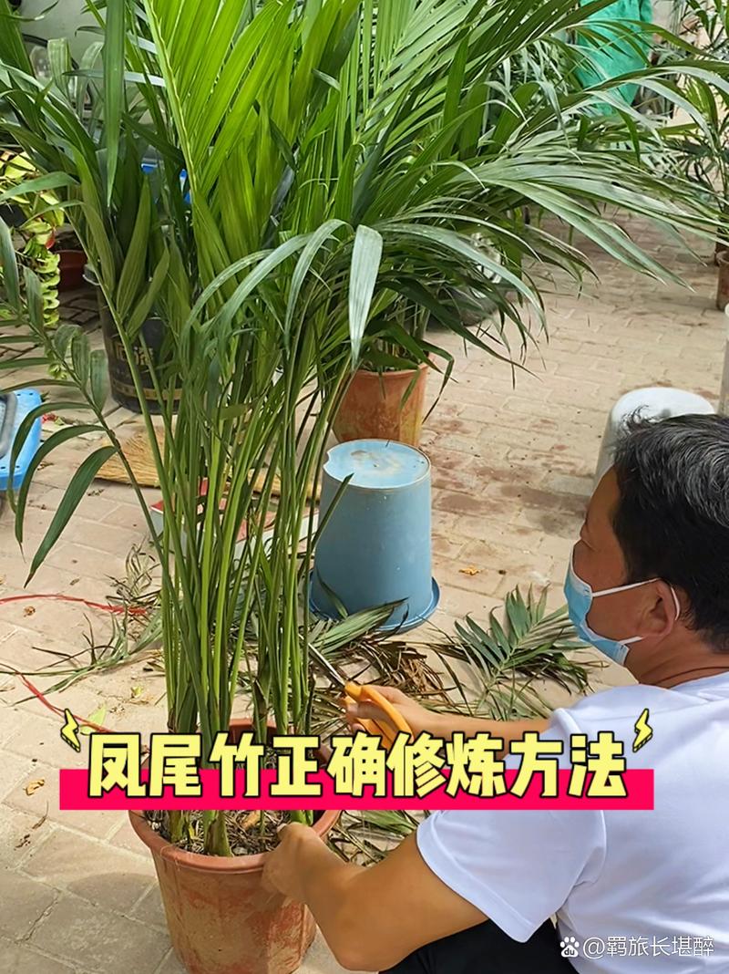 凤尾竹怎么修剪(凤尾竹怎么修剪教程)-第4张图片-多多自然网 凤尾竹怎么修剪(凤尾竹怎么修剪教程)-第4张图片-多多自然网