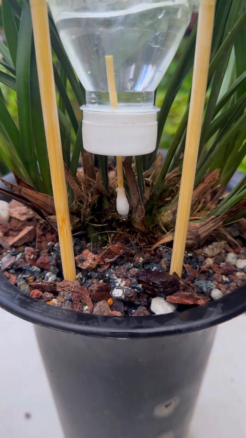 1分钟完成自动浇水(如何自动浇水)-第1张图片-多多自然网 1分钟完成自动浇水(如何自动浇水)-第1张图片-多多自然网
