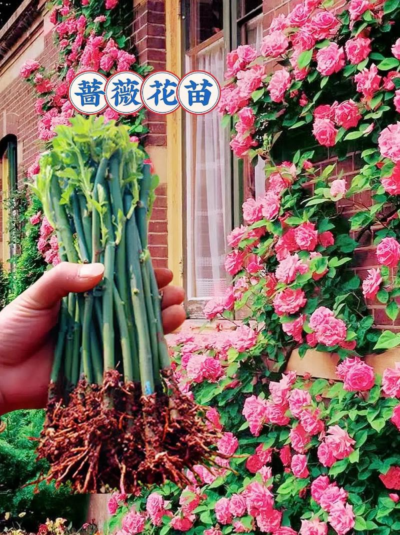 蔷薇花的养殖方法和注意事项(蔷薇花养几年才爬藤)-第1张图片-多多自然网 蔷薇花的养殖方法和注意事项(蔷薇花养几年才爬藤)-第1张图片-多多自然网