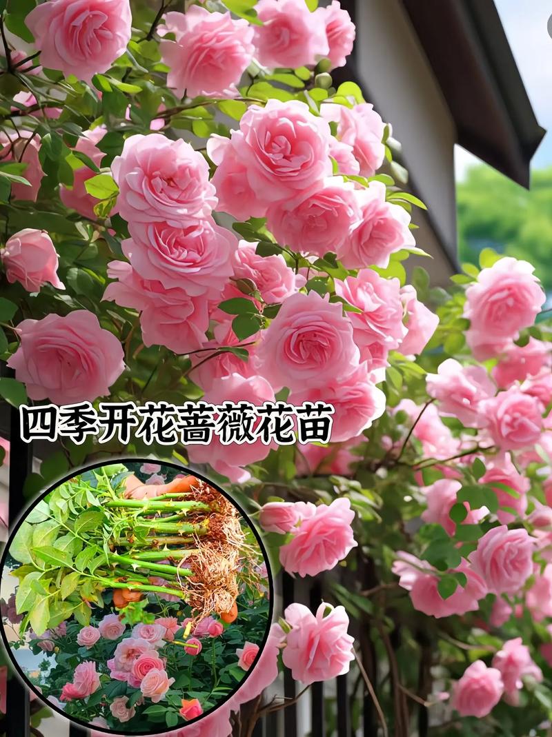 蔷薇花的养殖方法和注意事项(蔷薇花养几年才爬藤)-第2张图片-多多自然网 蔷薇花的养殖方法和注意事项(蔷薇花养几年才爬藤)-第2张图片-多多自然网