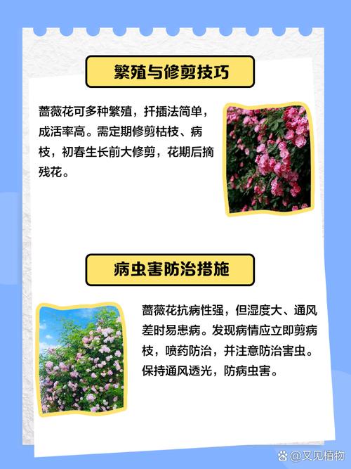 蔷薇花的养殖方法和注意事项(蔷薇花养几年才爬藤)-第4张图片-多多自然网 蔷薇花的养殖方法和注意事项(蔷薇花养几年才爬藤)-第4张图片-多多自然网