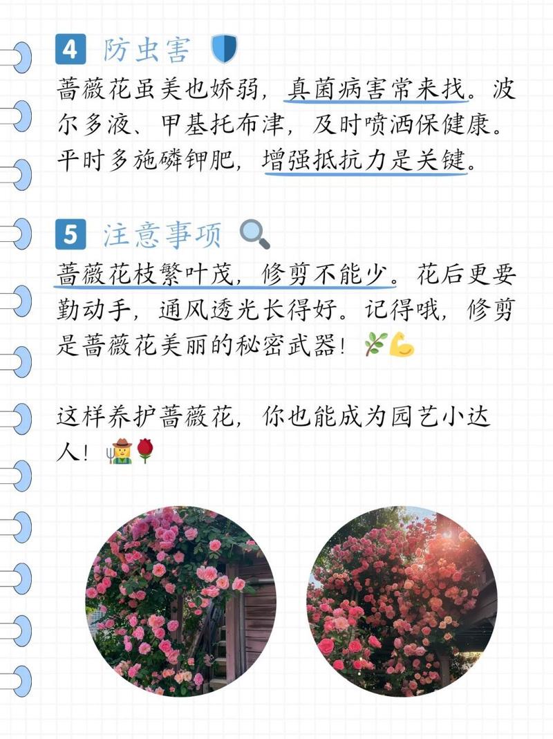 蔷薇花的养殖方法和注意事项(蔷薇花养几年才爬藤)-第7张图片-多多自然网 蔷薇花的养殖方法和注意事项(蔷薇花养几年才爬藤)-第7张图片-多多自然网