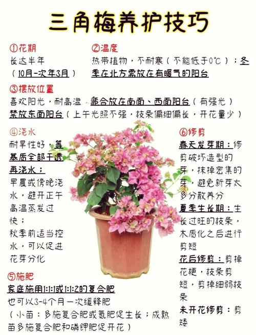 三角梅怎么摘心(三角梅摘心最简单三个步骤)-第1张图片-多多自然网 三角梅怎么摘心(三角梅摘心最简单三个步骤)-第1张图片-多多自然网