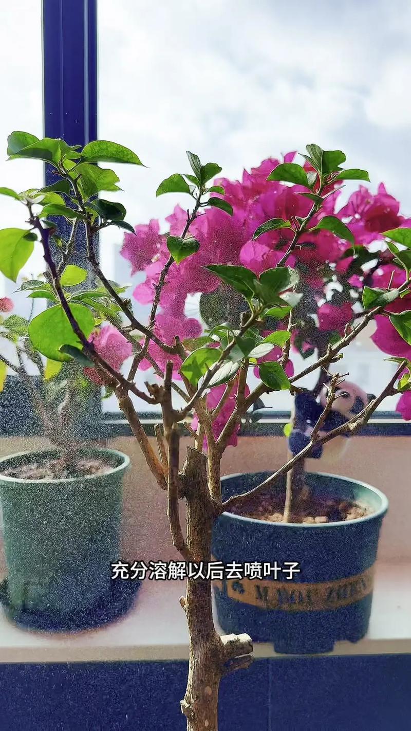 三角梅怎么摘心(三角梅摘心最简单三个步骤)-第3张图片-多多自然网 三角梅怎么摘心(三角梅摘心最简单三个步骤)-第3张图片-多多自然网