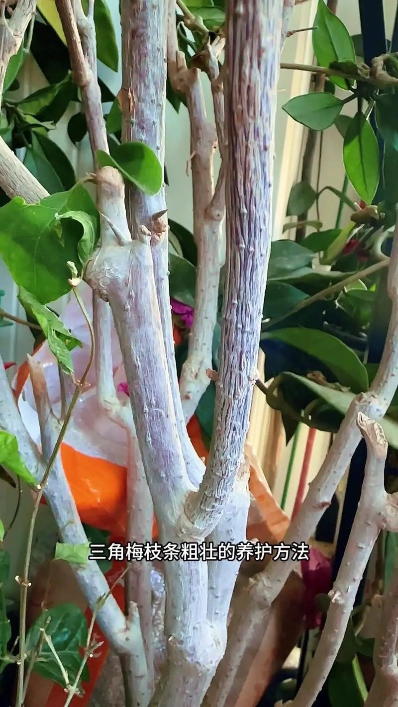 三角梅怎么摘心(三角梅摘心最简单三个步骤)-第5张图片-多多自然网 三角梅怎么摘心(三角梅摘心最简单三个步骤)-第5张图片-多多自然网