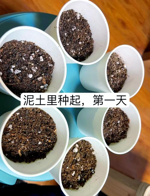 西瓜种子怎么种(金黄西瓜种子怎么种)-第2张图片-多多自然网 西瓜种子怎么种(金黄西瓜种子怎么种)-第2张图片-多多自然网