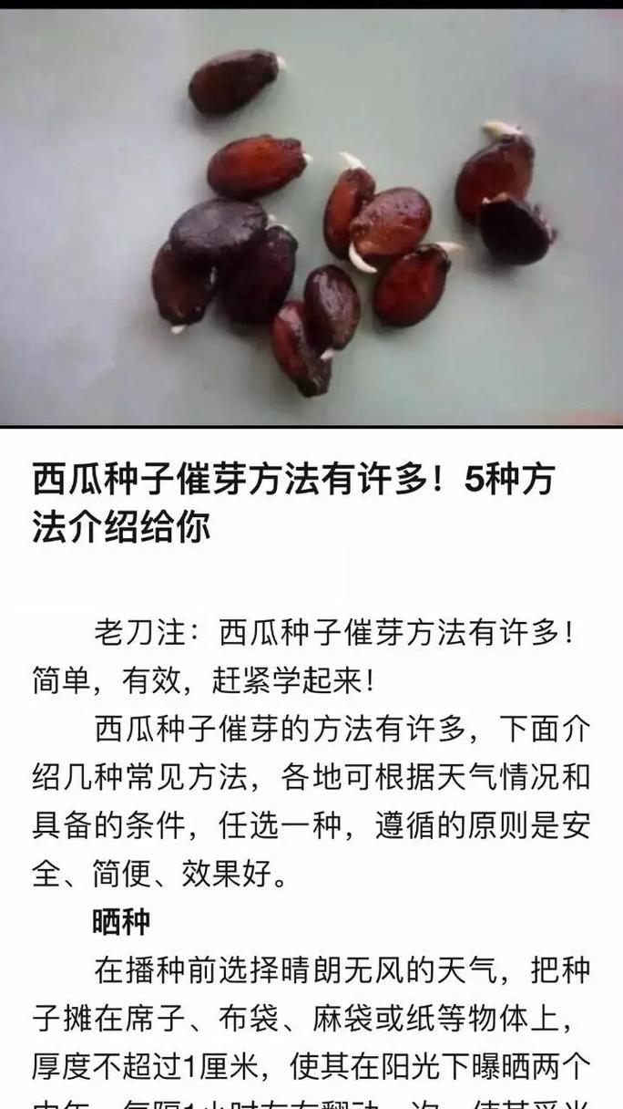 西瓜种子怎么种(金黄西瓜种子怎么种)-第4张图片-多多自然网 西瓜种子怎么种(金黄西瓜种子怎么种)-第4张图片-多多自然网