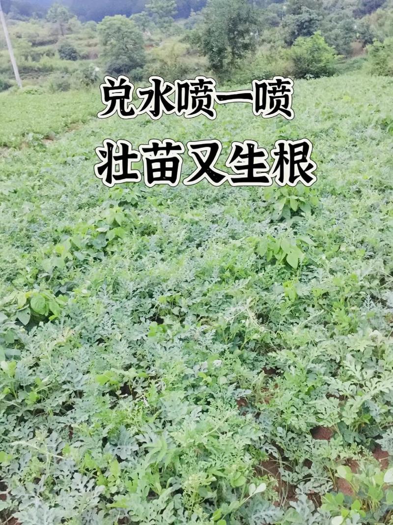 西瓜种子怎么种(金黄西瓜种子怎么种)-第7张图片-多多自然网 西瓜种子怎么种(金黄西瓜种子怎么种)-第7张图片-多多自然网