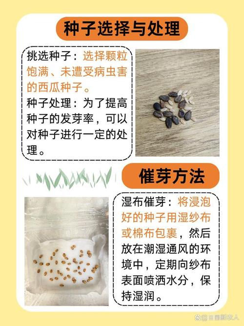 西瓜种子怎么种(金黄西瓜种子怎么种)-第8张图片-多多自然网 西瓜种子怎么种(金黄西瓜种子怎么种)-第8张图片-多多自然网