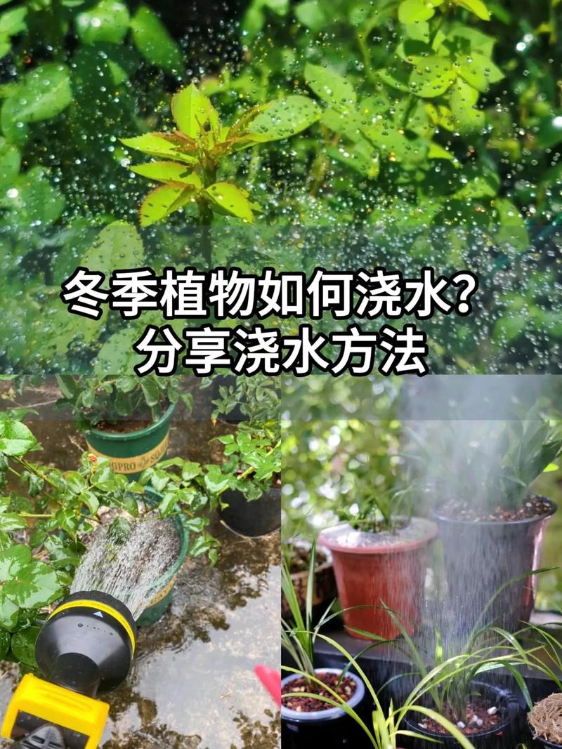 冬天浇水一句话（入冬浇水）-第2张图片-多多自然网
