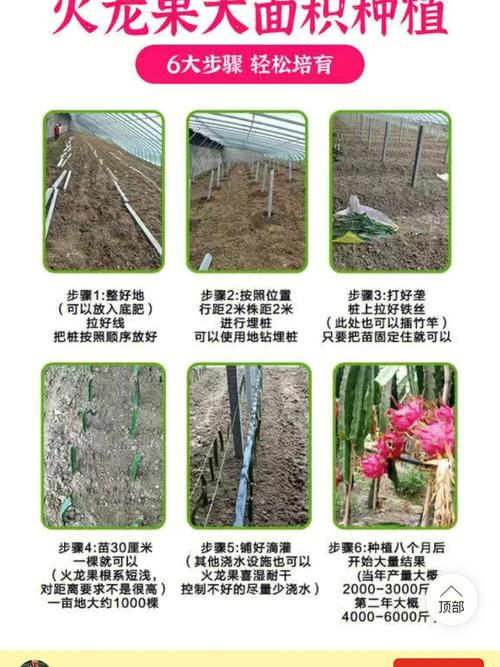 火龙果盆栽技术(火龙果盆栽的养殖方法和注意事项)-第1张图片-多多自然网 火龙果盆栽技术(火龙果盆栽的养殖方法和注意事项)-第1张图片-多多自然网