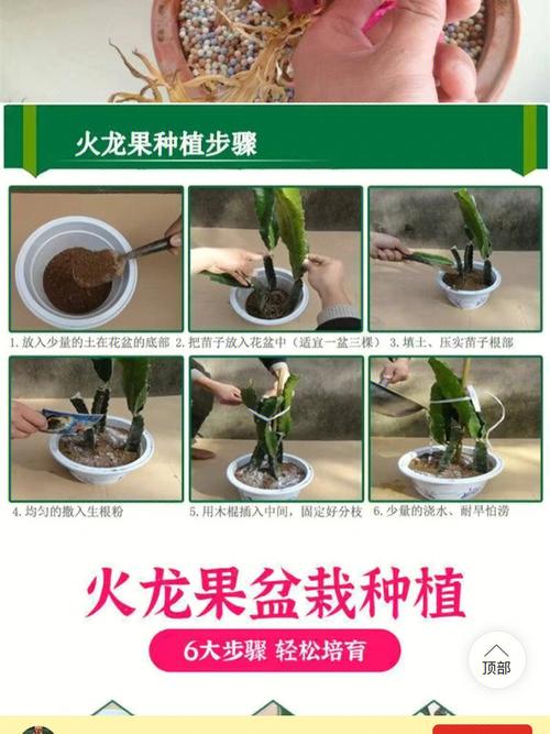 火龙果盆栽技术(火龙果盆栽的养殖方法和注意事项)-第5张图片-多多自然网 火龙果盆栽技术(火龙果盆栽的养殖方法和注意事项)-第5张图片-多多自然网