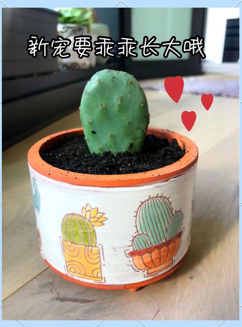 仙人掌怎么移植(仙人掌怎么移植成活率高)-第4张图片-多多自然网 仙人掌怎么移植(仙人掌怎么移植成活率高)-第4张图片-多多自然网