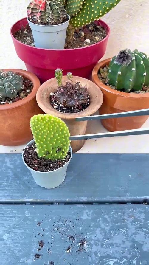 仙人掌怎么移植(仙人掌怎么移植成活率高)-第6张图片-多多自然网 仙人掌怎么移植(仙人掌怎么移植成活率高)-第6张图片-多多自然网