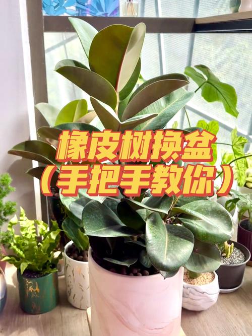 橡皮树怎么换盆(橡皮树怎么换盆与保养)-第3张图片-多多自然网 橡皮树怎么换盆(橡皮树怎么换盆与保养)-第3张图片-多多自然网